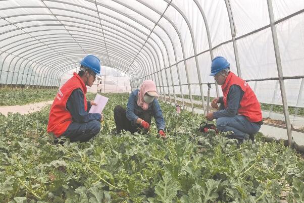 蔬菜基地用電增加 上門巡檢消除隱患