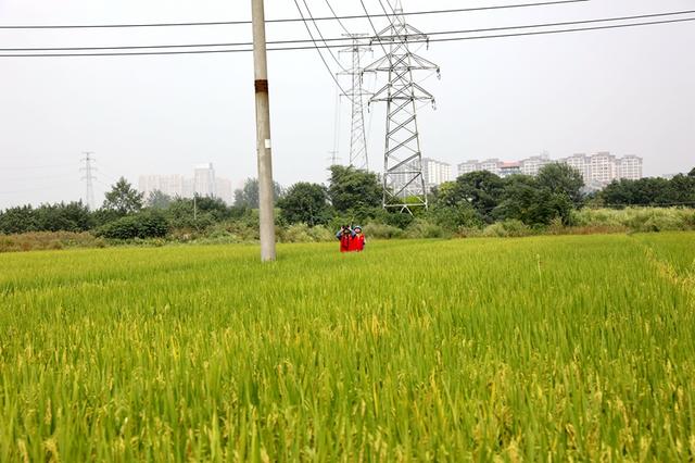 國網(wǎng)高安市供電公司紅馬甲傾力服務(wù)農(nóng)戶 確保秋糧顆粒歸倉