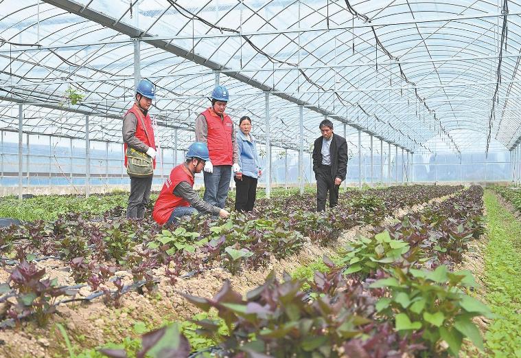 河南息縣：供電服務(wù)貼心，種植紅薯有信心”